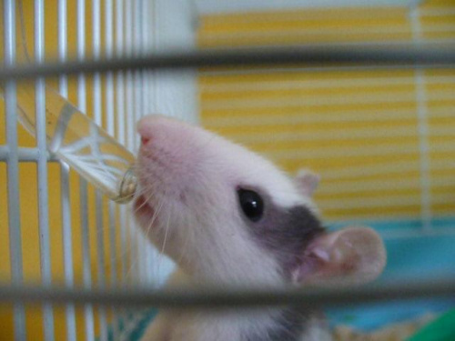 Ząbek pije wodę. #szczur