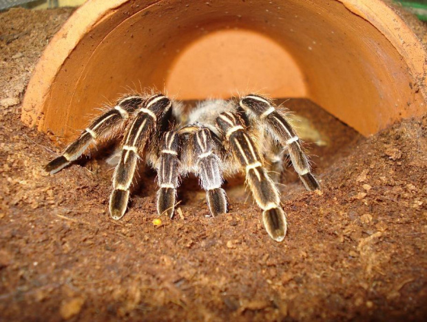 Aphonopelma seemanni