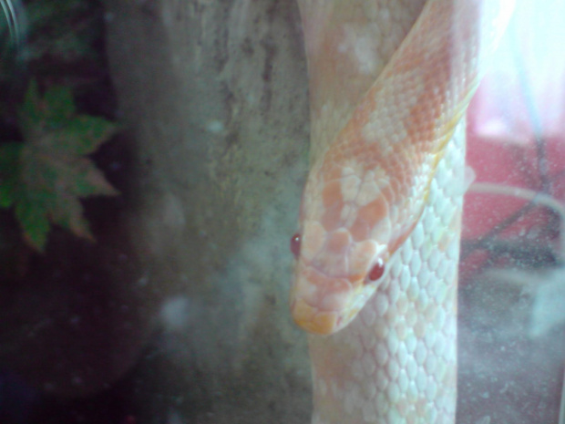 #corn #snake #snow #terrarium #węże