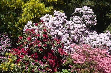 różaneczniki #kwiaty #rododendrony #azalie