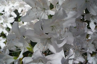 rododendrony i azalie #kwiaty #arboretum #rododendrony
