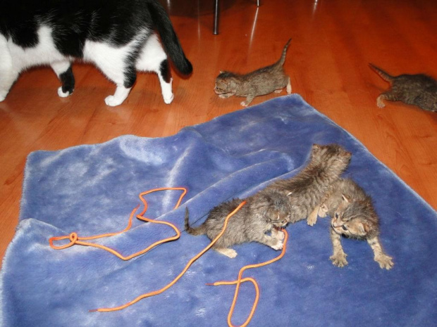 Koty do adopcji #adopcja #adopcje #Gliwice #kocięta #kot #kotki #koty #pomoc #przygarnę #schronisko #zaadoptuję #zwierzęta