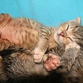 Koty do adopcji #adopcja #adopcje #Gliwice #kocięta #kot #kotki #koty #pomoc #przygarnę #schronisko #zaadoptuję #zwierzęta