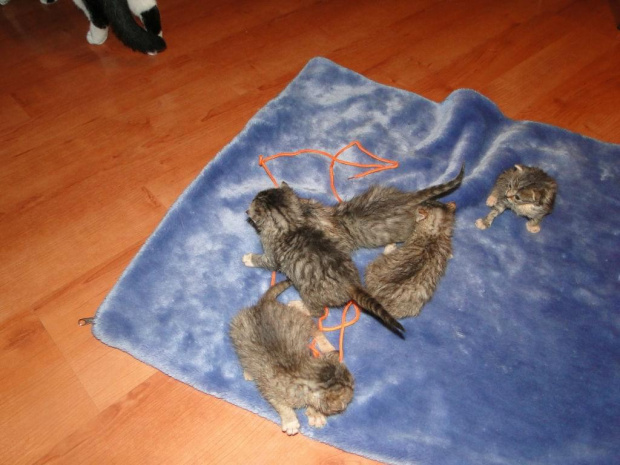 Koty do adopcji #adopcja #adopcje #Gliwice #kocięta #kot #kotki #koty #pomoc #przygarnę #schronisko #zaadoptuję #zwierzęta