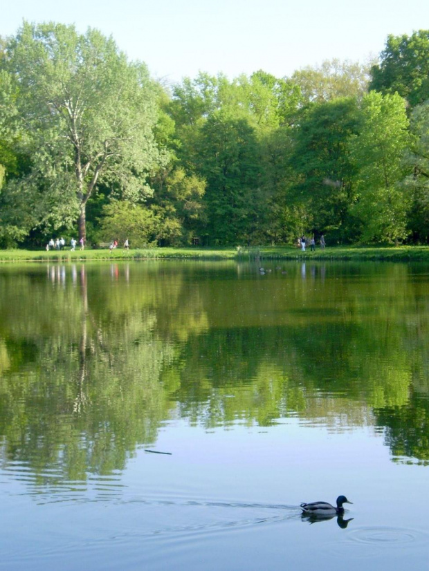 Staw w Arboretum Kórnickim .