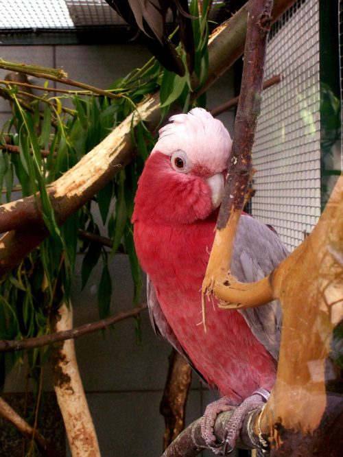 #ptak #papuga