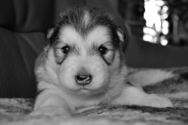 Alaskan Malamute - mamy 23 dni #AlaskanMalamute #psy #szczeniaki