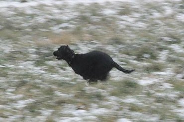 Za ptakami. #boisko #Luna #łąka #pies #śnieg #zima