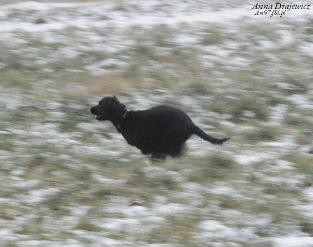 Za ptakami. #boisko #Luna #łąka #pies #śnieg #zima