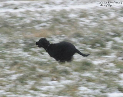 Za ptakami. #boisko #Luna #łąka #pies #śnieg #zima