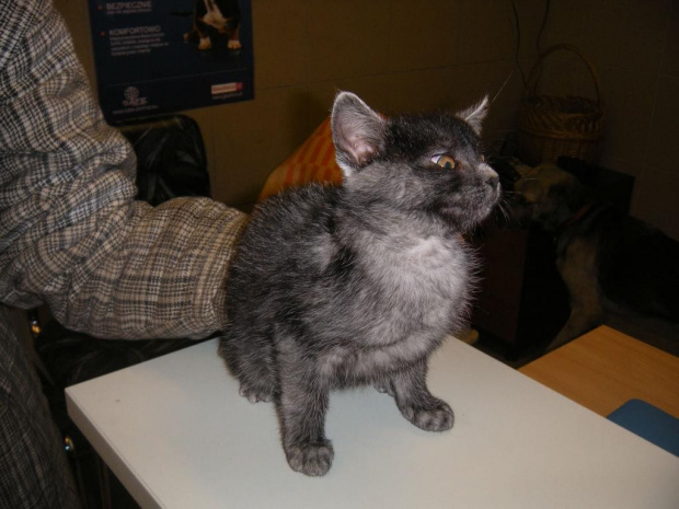 Koty do adopcji #adopcja #adopcje #Gliwice #kocięta #kot #kotki #koty #pomoc #przygarnę #schronisko #zaadoptuję #zwierzęta