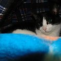 Koty do adopcji #adopcja #adopcje #Gliwice #kocięta #kot #kotki #koty #pomoc #przygarnę #schronisko #zaadoptuję #zwierzęta