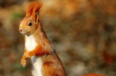 POZDRAWIAM WSZYSTKICH ZNAJOMYCH #WIEWIÓRKARUDA