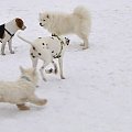 białe na białym #śnieg #psy #KolorBiały