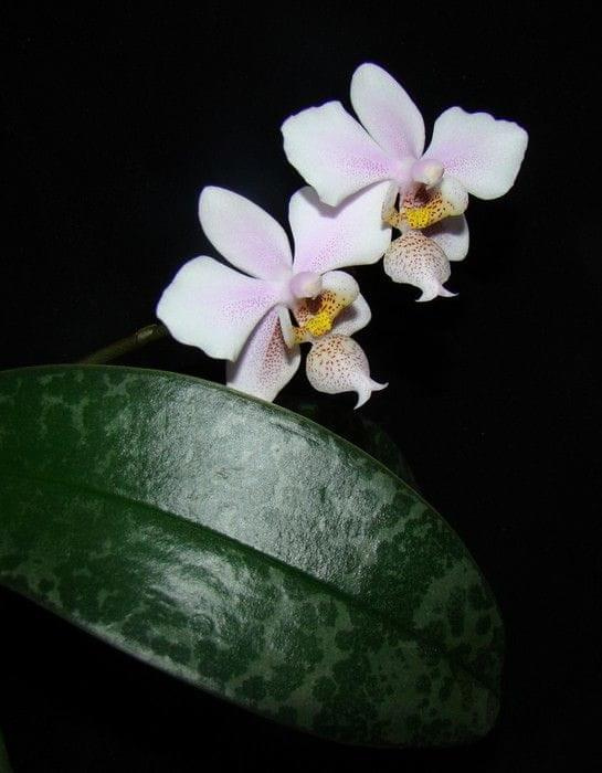 Phalaenopsis Go Philadelphia