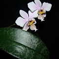 Phalaenopsis Go Philadelphia