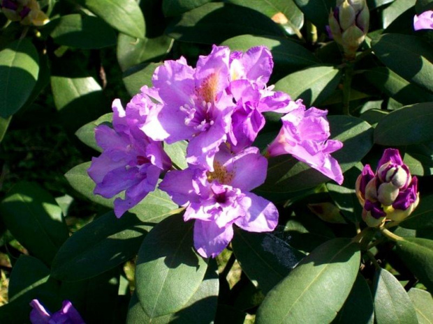 rododendron