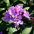 rododendron