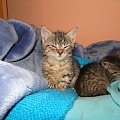 Koty do adopcji #adopcja #adopcje #Gliwice #kocięta #kot #kotki #koty #pomoc #przygarnę #schronisko #zaadoptuję #zwierzęta