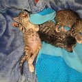 Koty do adopcji #adopcja #adopcje #Gliwice #kocięta #kot #kotki #koty #pomoc #przygarnę #schronisko #zaadoptuję #zwierzęta