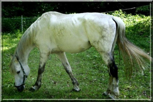 konik #koń #konik #zwierzę