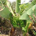 Kto sie skusi na banana prosto z drzewa? #banany #egzotyczne #roślinki #Teneryfa