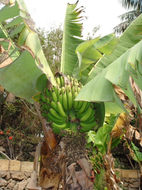 Kto sie skusi na banana prosto z drzewa? #banany #egzotyczne #roślinki #Teneryfa