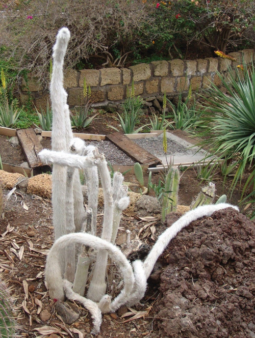 A tutaj kolejna odmiana kaktusa #egzotyczne #Kaktus #roślinki #Teneryfa