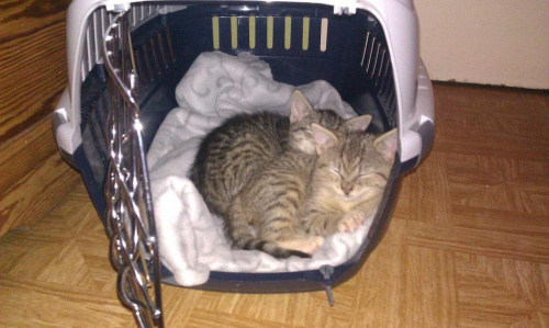 Koty do adopcji #adopcja #adopcje #Gliwice #kocięta #kot #kotki #koty #pomoc #przygarnę #schronisko #zaadoptuję #zwierzęta