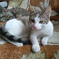 ko #adopcja #adopcje #Gliwice #kocięta #kot #kotki #koty #pomoc #przygarnę #schronisko #zaadoptuję #zwierzęta