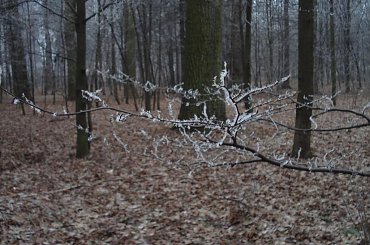 #PuszczaBiałowieska