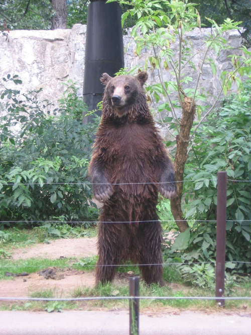 niedzwiedź w zoo Wrocław