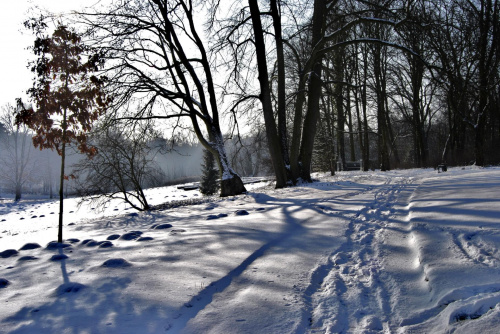 #park #zima #cień #śnieg