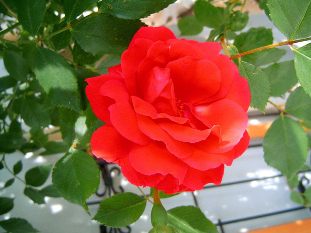 Róża #natura #rosliny #kwiatki #róża #roslinność #roslinnosc #macro #piękno #działka #dojrzewanie #rozkwit #lato #wiosna #ciepło #owoce #drzewka #ogród #ogrod #zbiory #plony #OwoceNatury #wieś #wioska