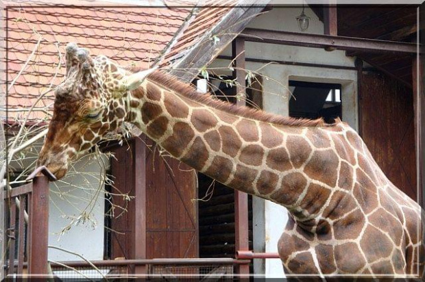 żyrafa... Wrocław #żyrafa #zoo #Wrocław