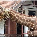 żyrafa... Wrocław #żyrafa #zoo #Wrocław