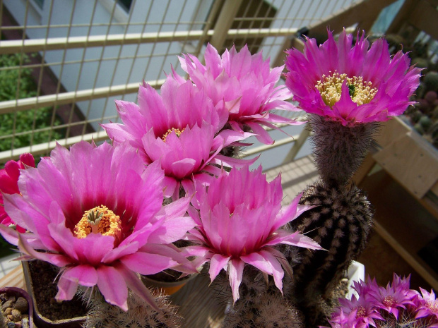 czerwcowy bukiet Echinocereus