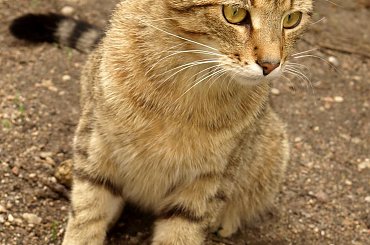 Maciek w Boże Ciało #kot #koty #kocur #Maciek