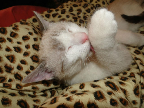 Koty do adopcji #adopcja #adopcje #Gliwice #kocięta #kot #kotki #koty #pomoc #przygarnę #schronisko #zaadoptuję #zwierzęta