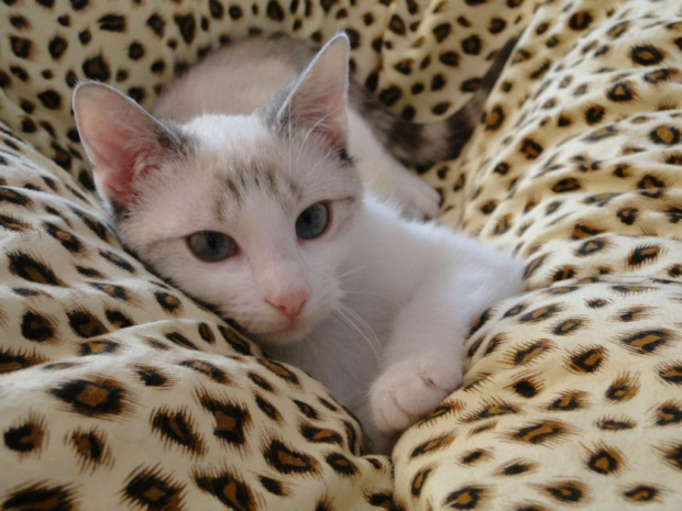 Koty do adopcji #adopcja #adopcje #Gliwice #kocięta #kot #kotki #koty #pomoc #przygarnę #schronisko #zaadoptuję #zwierzęta