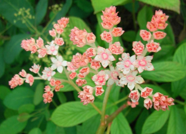 Rodgersia pinata Superba
Rodgersja pierzasta Superba