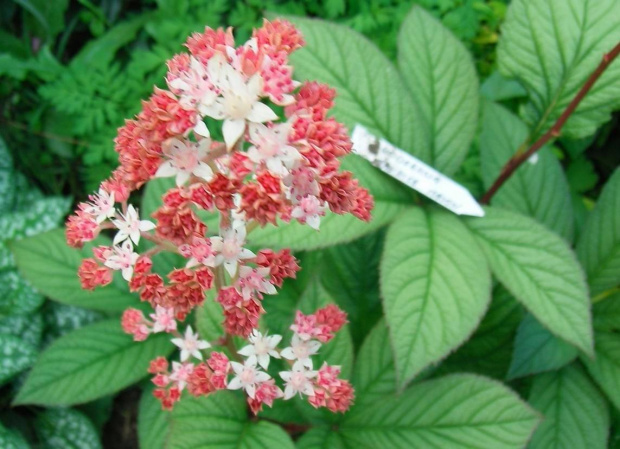 Rodgersia Maurice Mason