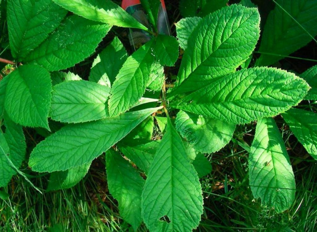 Rodgersia Henryci