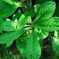 Rodgersia Henryci