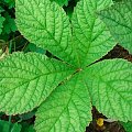 Rodgersia pinnata Hercules (Rodgersja pierzasta) Herkules