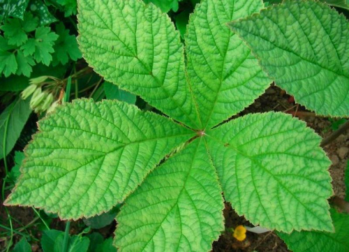 Rodgersia pinnata Hercules (Rodgersja pierzasta) Herkules