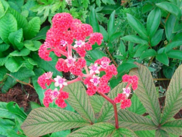 Rodgersia pinnata Fireworks (Rodgersja pierzasta) Fireworks