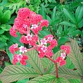 Rodgersia pinnata Fireworks (Rodgersja pierzasta) Fireworks