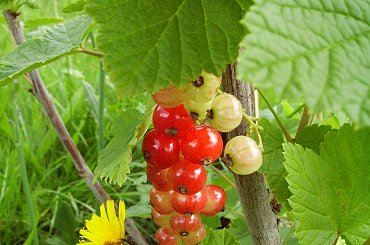 porzeczka dojrzewa razem z mleczem #porzeczka #mlecz #natura #rosliny #kwiatki #roslinność #roslinnosc #macro #piękno #działka #dojrzewanie #rozkwit #lato #wiosna #ciepło #owoce #drzewka #ogród #ogrod #zbiory #plony #OwoceNatury #wieś #wioska