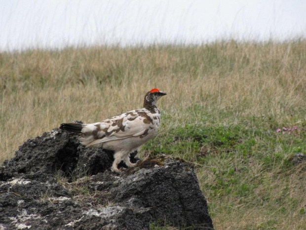 Pardwa gorska (Lagopus muta) #ptaki #pardwa #natura #przyroda